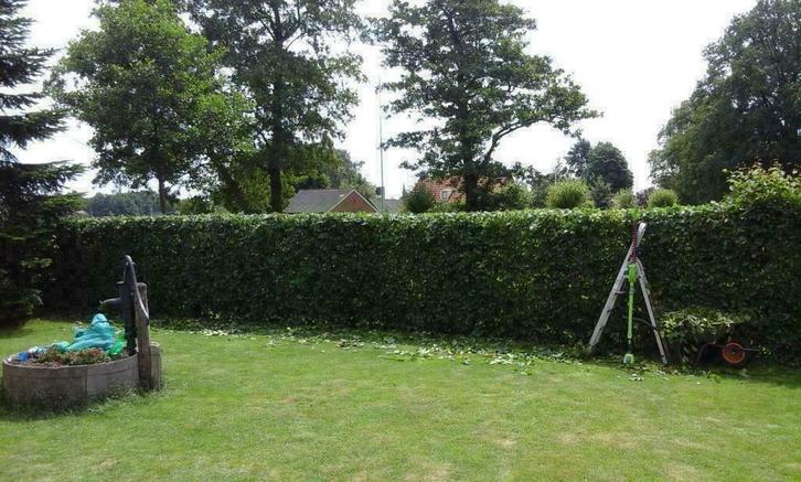 Tuinman Twente - Heg snoeien - Ootmarsum / Duitse grens, Diensten en Vakmensen, Tuinmannen en Stratenmakers, Tuinonderhoud of Snoeiwerk