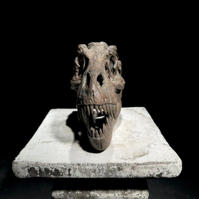 Geen reserveprijs - Replica van een dinosaurus schedel -, Antiek en Kunst, Curiosa en Brocante
