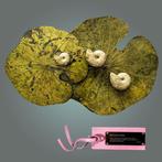 Drie ammonieten met natuurlijke parelmoeren schelp -