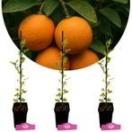 Citrus carrizo + Pot 9cm 3 stuks, Verzenden, Volle zon