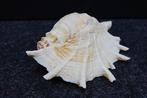 Chiragra Spider Conch Schelpdier - Lambis chiragra (Zonder, Verzamelen, Dierenverzamelingen, Nieuw