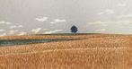 Hill-1 Wheat - Hajime Namiki  (b 1947) - Japan