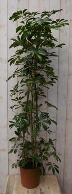 Kamerplant Schefflera Vingersboom geelbont 120 cm, Huis en Inrichting, Kamerplanten, Verzenden