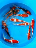 Hirasawa Marusei 27-32cm (Japanse Koi), Dieren en Toebehoren, Karper of Koi