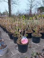 Hydrangea forever&ever Boeren hortensia grootformaat, Ophalen