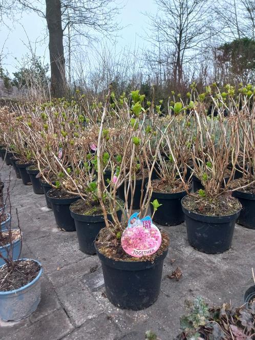 Hydrangea forever&ever Boeren hortensia grootformaat, Tuin en Terras, Planten | Struiken en Hagen, Ophalen