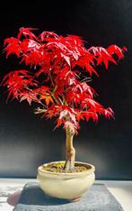 Japanese maple bonsai (Acer palmatum) - Hoogte (boom): 42 cm