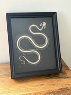 Slang Skelet - Hypsiscopus plumbea - 23 cm - 19 cm - 2.5 cm-, Nieuw