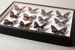 Parides-vlindervereniging - Entomologie - Taxidermie, Verzamelen, Dierenverzamelingen, Nieuw