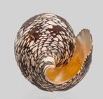 Hamer Monster - patroon  Kwaliteit Fijn+++  Taxidermie, Verzamelen, Nieuw