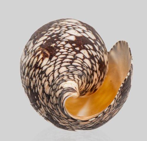 Hamer Monster - patroon  Kwaliteit Fijn+++  Taxidermie, Verzamelen, Dierenverzamelingen