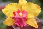Oranjegeel Orchidee zijdebloem kunstbloem Oranjegeel, Nieuw, Ophalen of Verzenden