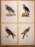 Von Wright brothers & Bror Halberg - 8 lithographic plates, Nieuw