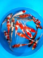 Hirasawa Marusei 22-27cm (Japanse Koi), Dieren en Toebehoren, Karper of Koi