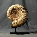 Grote ammoniet - Op een elegant, op maat gemaakt stalen, Verzamelen, Mineralen en Fossielen