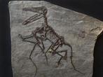 Zeer zeldzaam volledig skelet van Pterosaurus, geen, Verzamelen, Mineralen en Fossielen