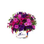 Calibrachoa Mixmaster - Burlesque / 30cm hangpot, Ophalen of Verzenden