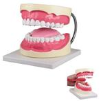 Anatomie model gebit poetssimulator, 3x ware grootte, Verzenden, Nieuw