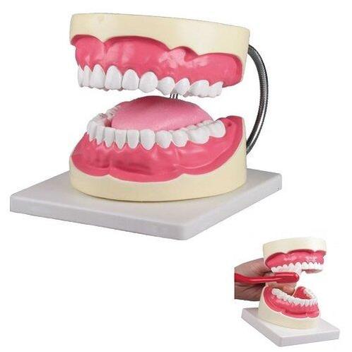 Anatomie model gebit poetssimulator, 3x ware grootte, Sport en Fitness, Overige Sport en Fitness, Verzenden