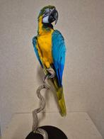 Ara Taxidermie volledige montage - Ara ararauna - 75 cm - 30, Nieuw