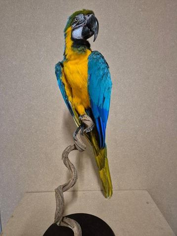 Ara Taxidermie volledige montage - Ara ararauna - 75 cm - 30 beschikbaar voor biedingen