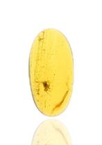 Birmese Amber, Araneae: Araneida (Spin), insecteninsluitsels