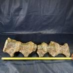 Atlasauro - Fossiel bot - Atlasaurus imelakei - 27 cm - 78, Verzamelen, Mineralen en Fossielen