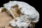 Vroege kat / Lynx schedel - Fossiele matrix - lynx - 20 cm -, Verzamelen, Mineralen en Fossielen