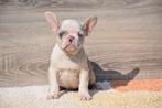 Prachtige Franse bulldog pups zoeken een goed huis, Dieren en Toebehoren, 15 weken tot 1 jaar, Buitenland, Parvo, Bulldog