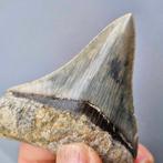 Megalodon Shark - Fossiele tand - megaselachus megalodon -, Verzamelen, Mineralen en Fossielen