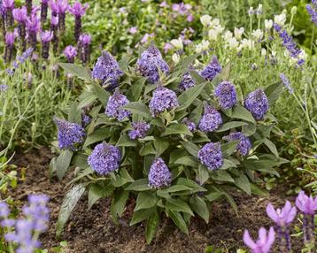 Vlinderstruik  Buddleia Little Rockstars Blue (Diepblauwe) beschikbaar voor biedingen