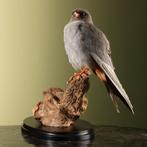 Roodpootvalk Taxidermie Opgezette Dieren By Max, Ophalen of Verzenden, Nieuw, Vogel, Opgezet dier