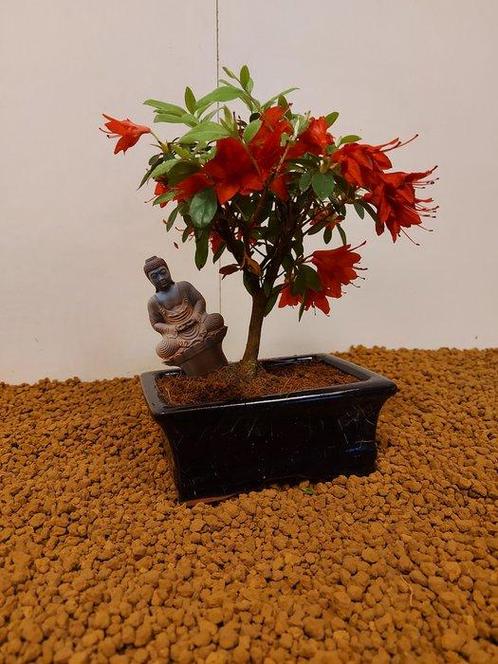 Azalea bonsai (Rhododendron) - Hoogte (boom): 20 cm - Diepte, Antiek en Kunst, Curiosa en Brocante