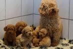 Raszuivere Toy / Dwergpoedel Puppies - Onwijs Mooi/zie VIDEO, Poedel, Nederland, Parvo, 8 tot 15 weken