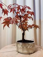 Japanese maple bonsai (Acer palmatum) - Hoogte (boom): 25 cm