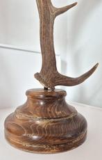 Gamo Hoorns - Dama Dama - 75 cm - 40 cm - 22 cm- pre-CITES, Verzamelen, Dierenverzamelingen, Nieuw