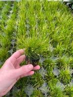 Eleocharis Parvulus (Aquariumplanten, Aquarium producten), Dieren en Toebehoren, Vissen | Aquaria en Toebehoren, Verzenden, Nieuw