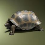 Reuzenschildpad Replica Taxidermie Opgezette Dieren By Max, Nieuw, Wild dier, Opgezet dier, Ophalen of Verzenden