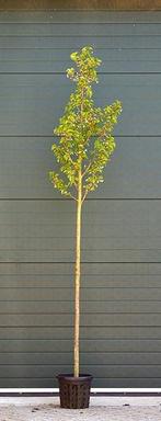 Japanse sierkers Umineko Prunus Umineko h 350 cm st. omtrek, Verzenden