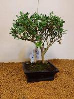 Japanese holly bonsai (Ilex crenata) - Hoogte (boom): 25 cm