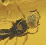 Birmese Amber - Fossiele cabochon - Hymenoptera (Wasp),