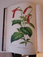 Louis Van Houtte - Flore des serres et des jardins de, Antiek en Kunst