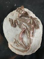 Zeldzame bruine Psittacosaurus-welp, dinosaurusfossiel,