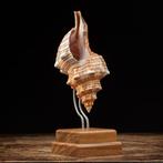 Prachtige schelp op artistiek voetstuk Zeeschelp -