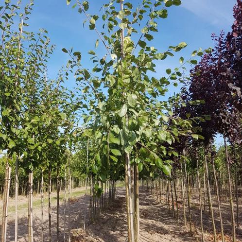 Pruimenboom - Prunus d. Opal - Omtrek: 6-10 cm | Halfstam, Tuin en Terras, Planten | Bomen, Ophalen of Verzenden