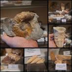 Oude fossielenverzameling met meer dan 20 stuks - Fossiele