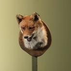 Vos Taxidermie Opgezette Dieren By Max, Verzamelen, Dierenverzamelingen, Ophalen of Verzenden, Nieuw, Wild dier, Opgezet dier