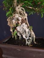 Serissa – Verzamelstuk - Hoogte (boom): 25 cm - Diepte