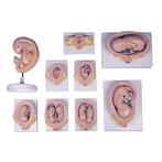 Anatomie model zwangerschap (complete serie van 9 modellen), Nieuw, Verzenden
