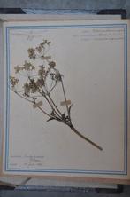 Herman Duyver - Oud Herbarium - 1939-1946, Antiek en Kunst, Antiek | Boeken en Bijbels
